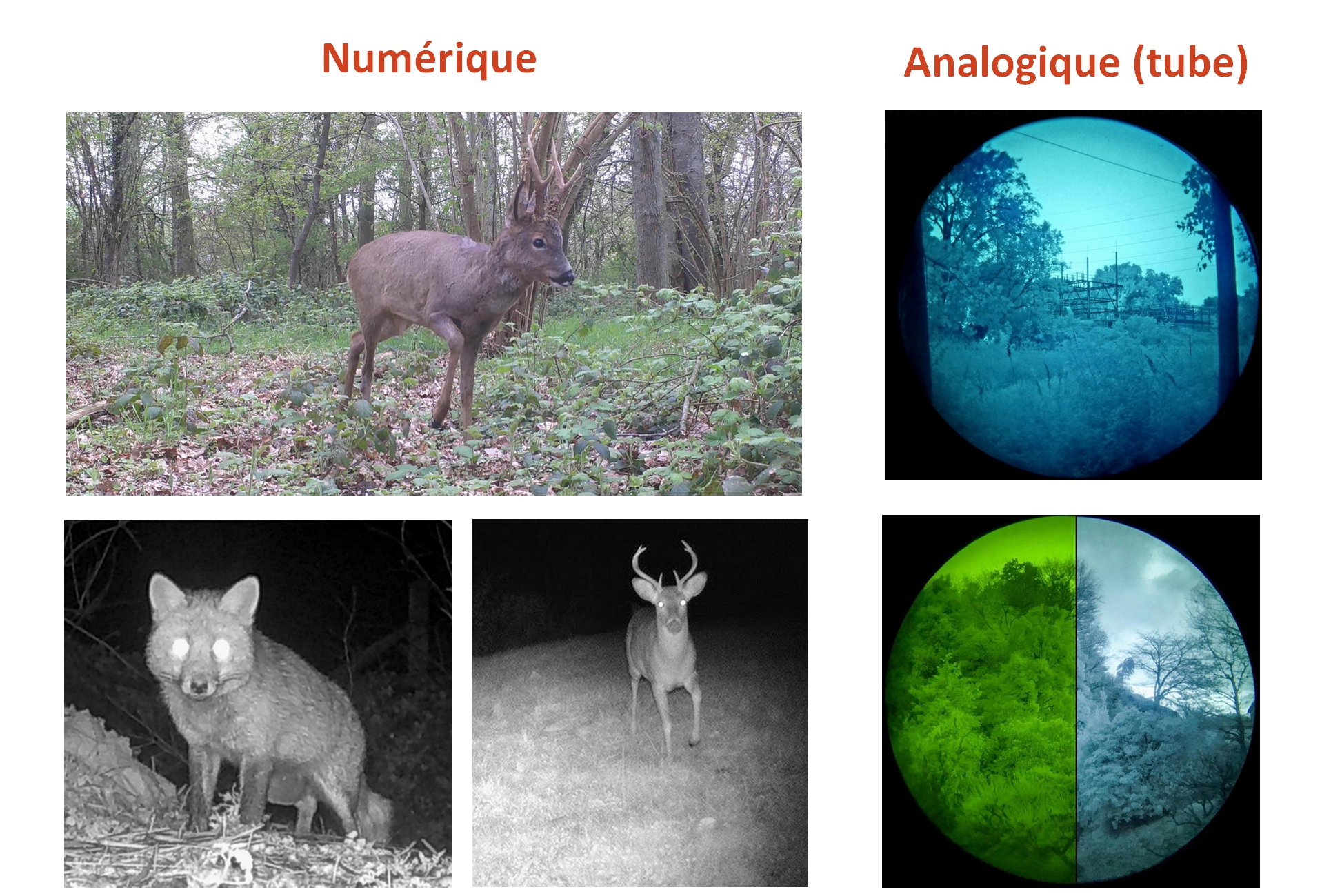 Comparatif vision thermique vs infrarouge securite nature